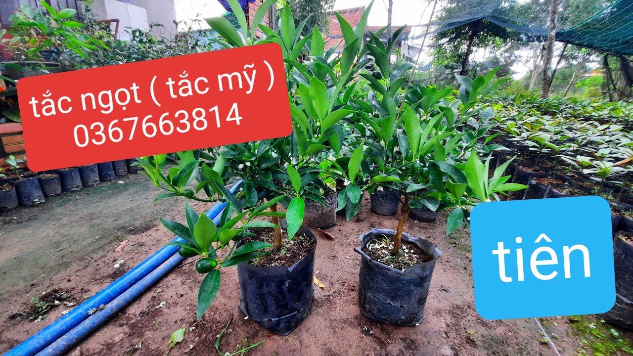 cây tắc vỏ ngọt ( quất thái , tắc mỹ ) quả ngọt, quả... - youtube
