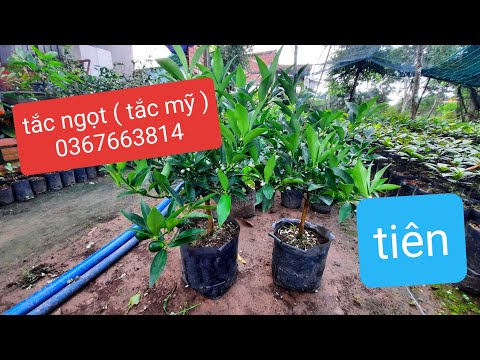 Video cây tắc vỏ ngọt ( quất thái , tắc mỹ ) quả ngọt, quả... - youtube