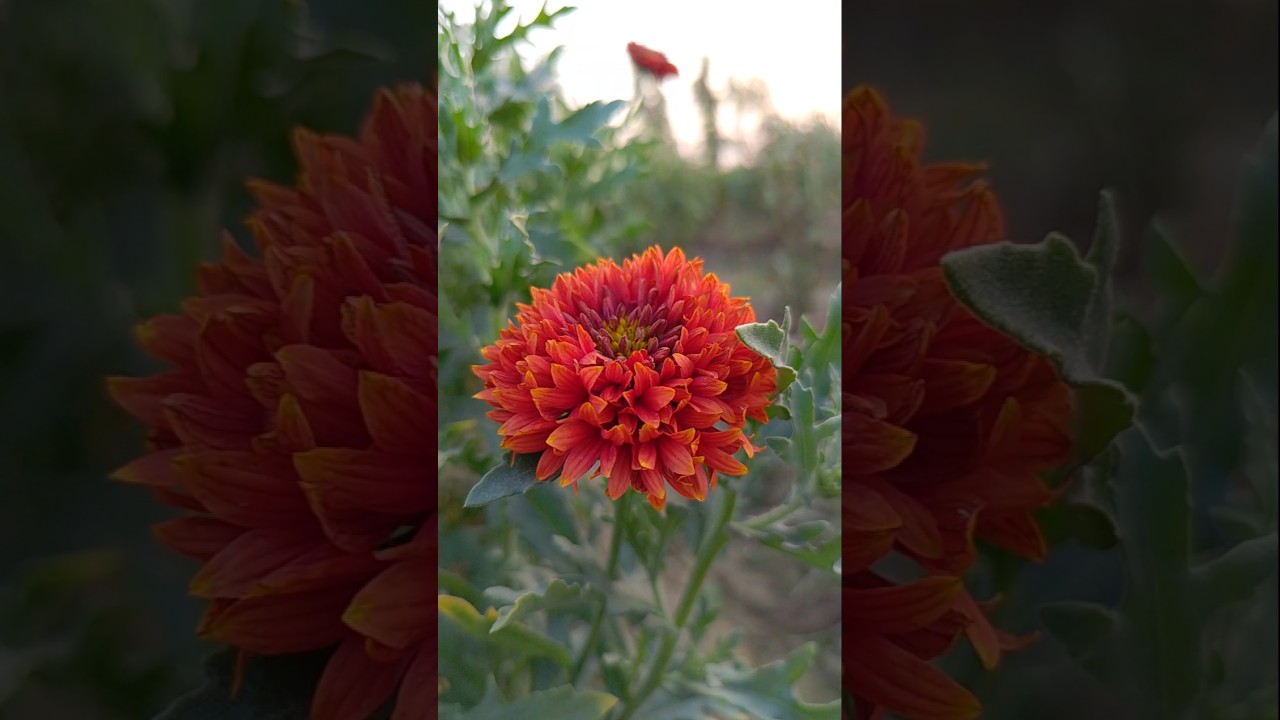 Beautiful Gaillardia Flower