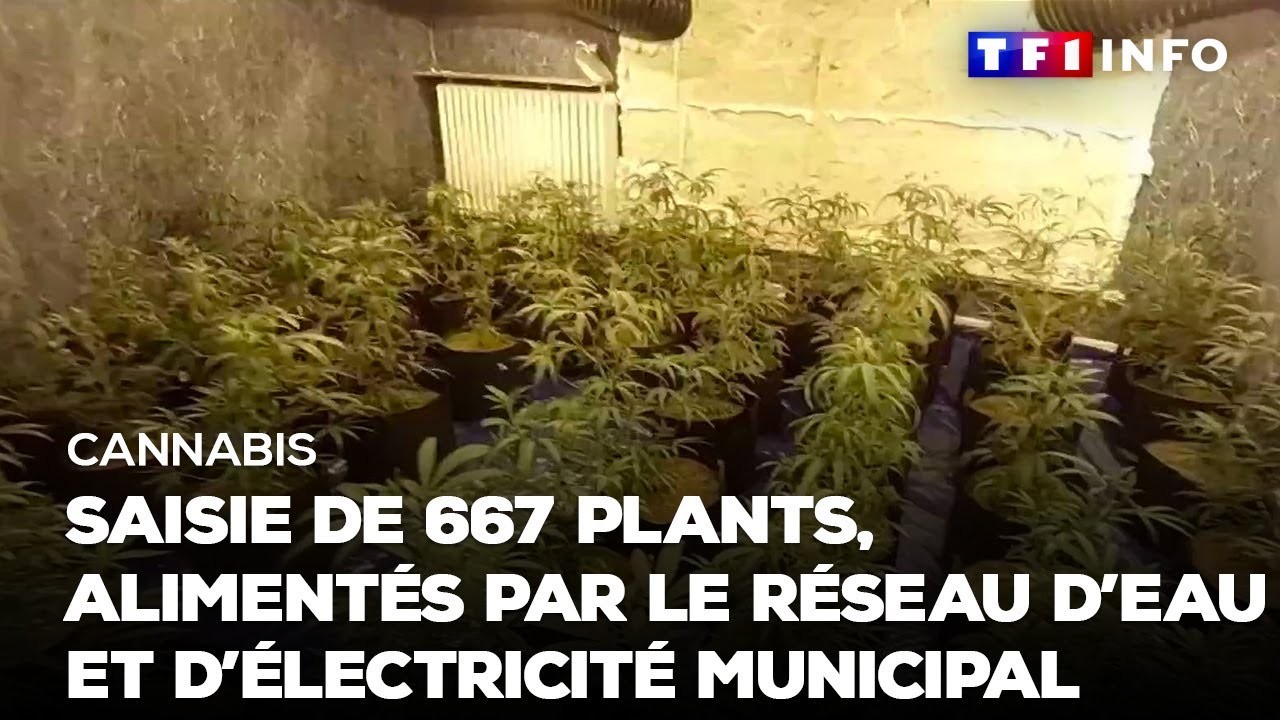 Cannabis : saisie de 667 plants, alimentés par le réseau d'eau et d'électricité municipal｜TF1 INFO