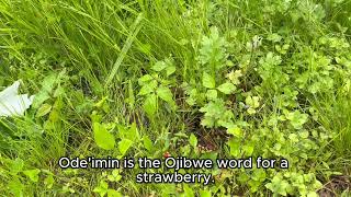 Ode'imin = Strawberry (Ojibwe Word of the Day)