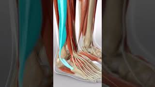 Your Pain from Ankle Sprain does not Heal?| Reason can be Neurological or Mechanical?|