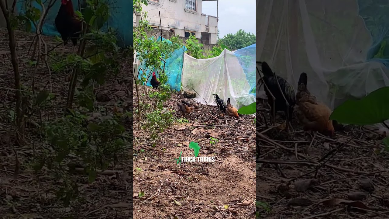 Local Poultry Farming in Ghana 