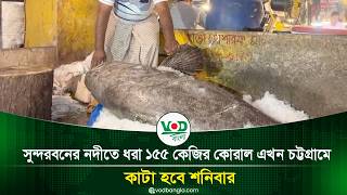 155kg Coral fish caught in the Sundarbans river now in Chattogram, to be cut on Saturday | Coral ...