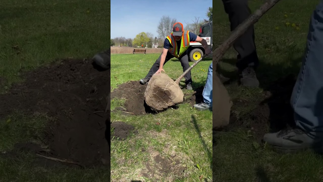 BG celebrates Arbor Day 2025! 🌳