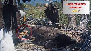Luna GRABBED Shadow's Talon & Won't Let Go! Shadow Is Screaming & Can't Escape! 😱😂🦅
