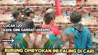 BURUNG OMBYOKAN INI PALING LAKU KERAS