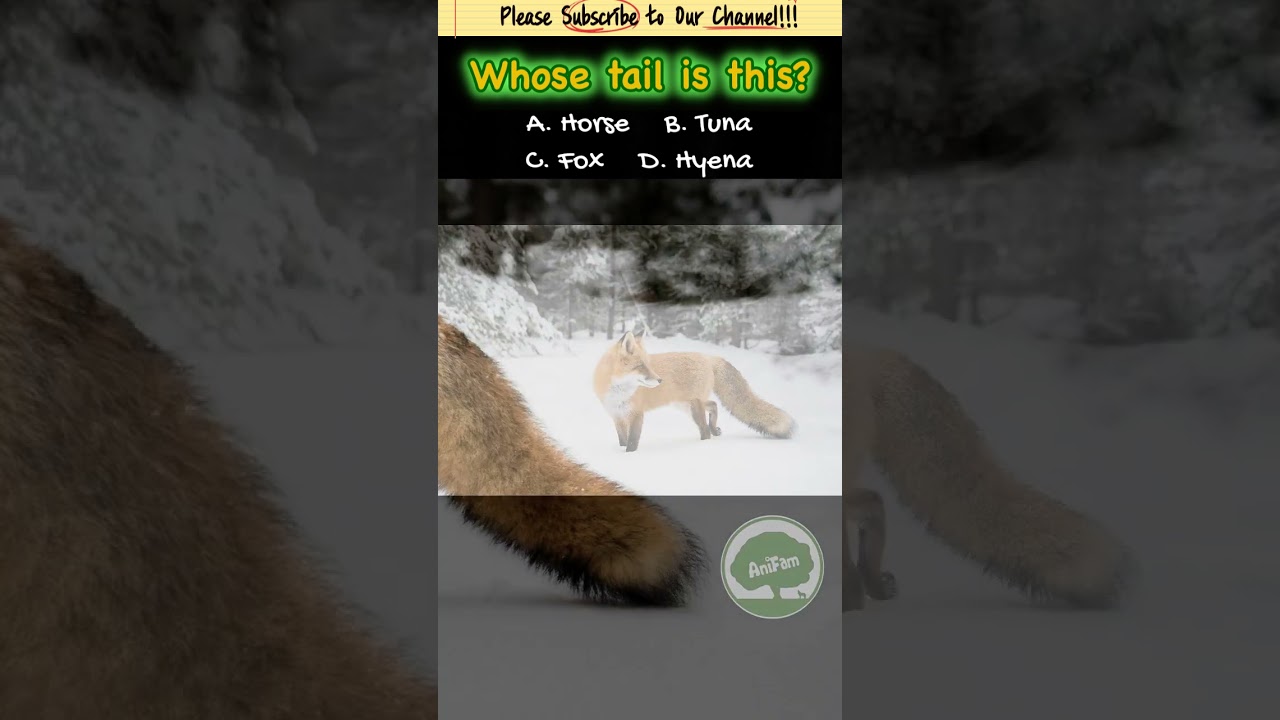 AniFam Quiz | Whose tail is this? (01) 