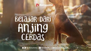 Belajar dari Anjing Cerdas - Rumaysho TV