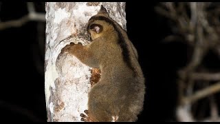Pale Fork-Marked Lemur—Also called Western Fork-Marked Lemurs