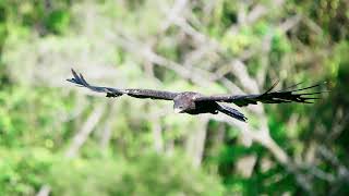 Black Eagle 2023 林雕 C2804