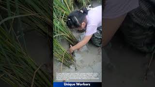 Catching Fish In A Rice Paddy A Little Girls Adventure