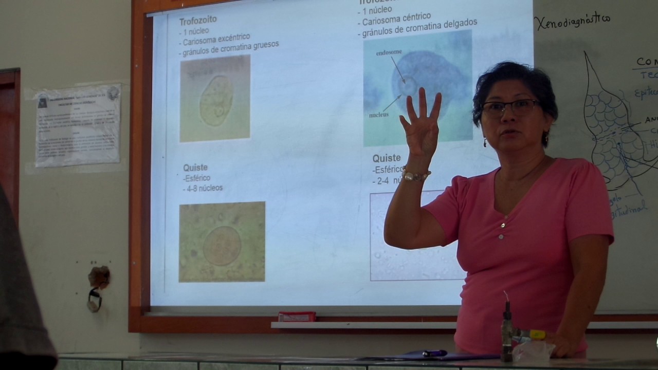 SUBPHYLUM Sarcodina (Entamoeba Coli y E. Histolytica)