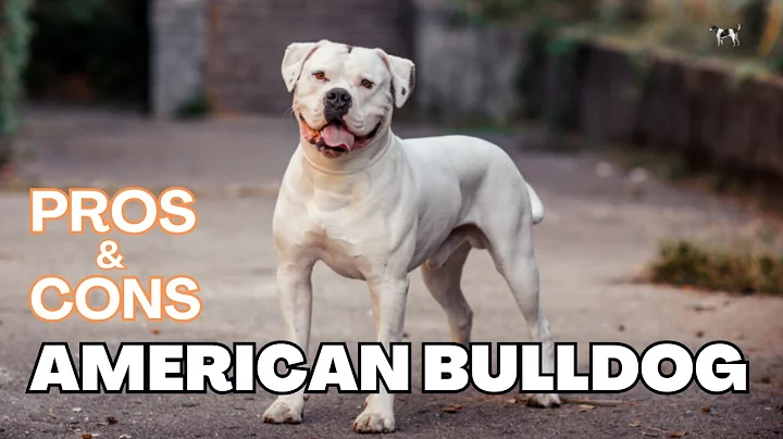American Bulldog: The Pros And Cons Of Owning One.