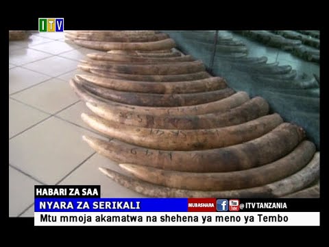 Mtuhumiwa Wa Meno Ya Tembo Alivyonasa Mtegoni 