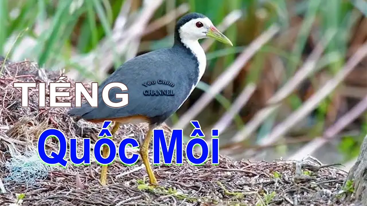 Tiếng Quốc Mồi Kêu Gọi Bầy Chuẩn File MP3 Hay Nhất Không Tạp Âm