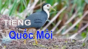 Tiếng Quốc Mồi Kêu Gọi Bầy Chuẩn File MP3 Hay Nhất Không Tạp Âm