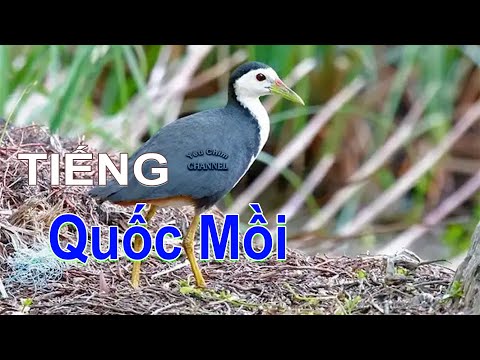 Tiếng Quốc Mồi Kêu Gọi Bầy Chuẩn File MP3 Hay Nhất Không Tạp Âm 