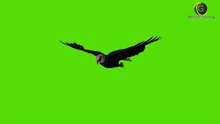 Eagle Green Screen Hd