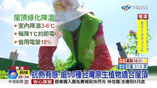 熱爆!屋頂花園降溫3-6度50種植物超適合中視新聞20200720 