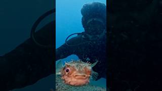 Up Close With A Playful Porcupine Pufferfish Scuba Dive Encounter