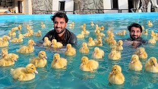 Ducks Babeis Ko Swimming Karai 😍 Shehr Main Dihat 
