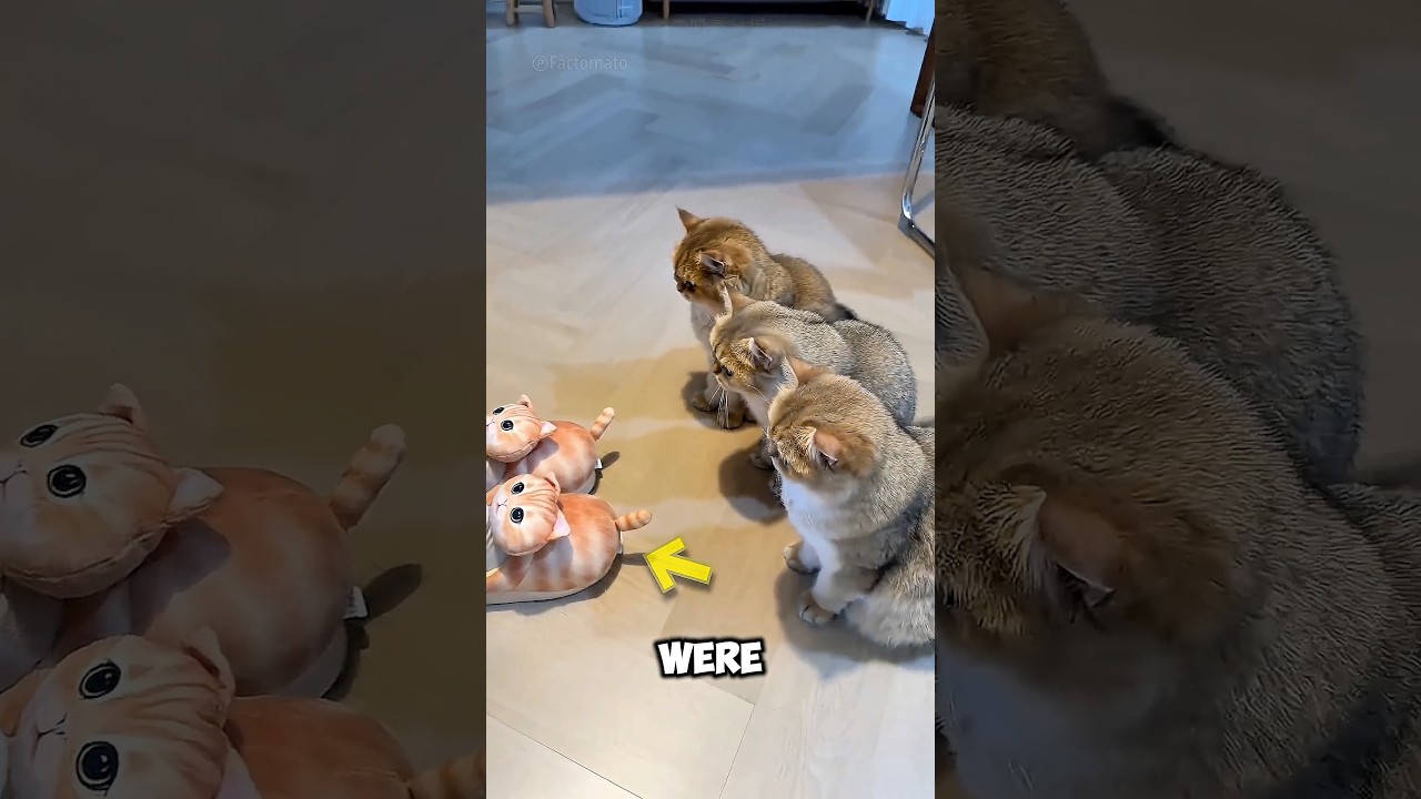 Этот хозяин сделал неожиданный подарок своим кошкам❤️❤️