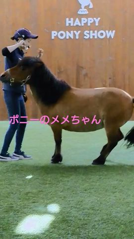お馬さん大好き！♡I Love Horse♡ - YouTube
