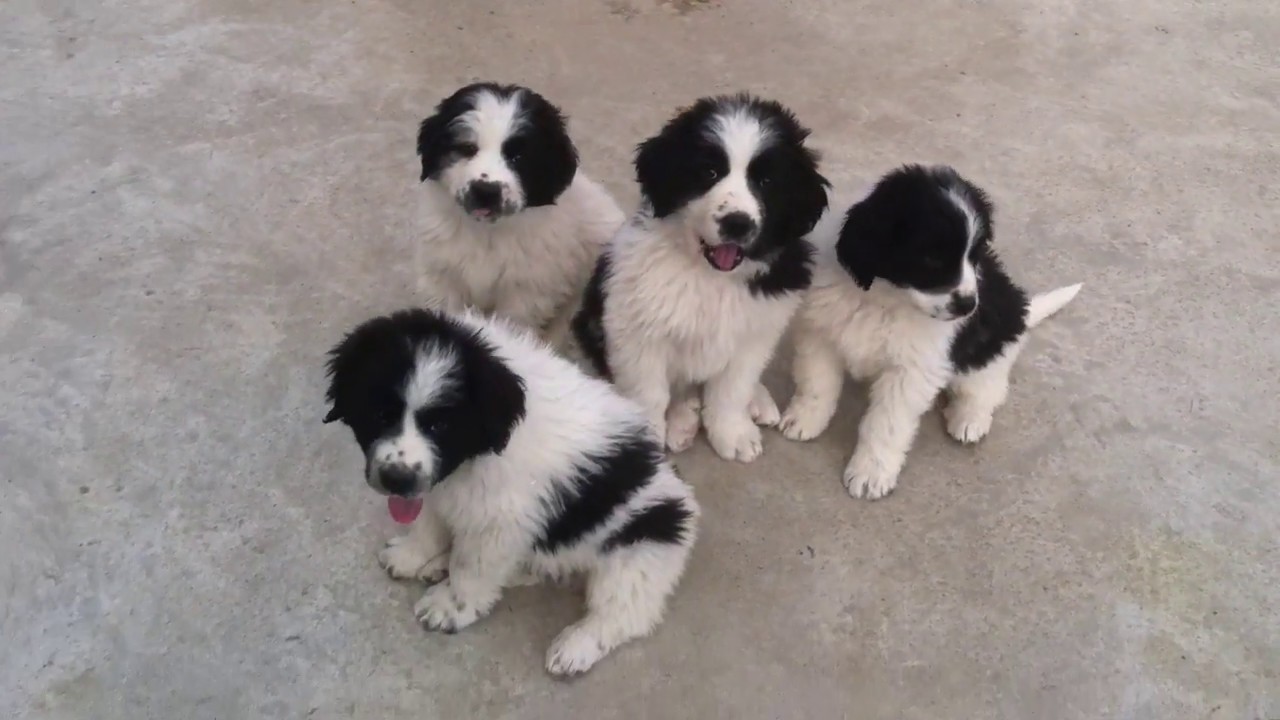 Newfoundland Pyrenees Puppies 7 weeks Dec 2017 YouTube