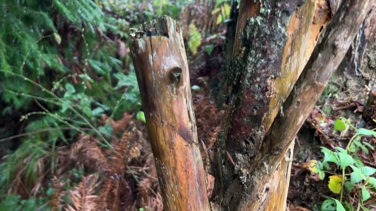 The morning at pure land of tea mountain in China. 仙境茶山清晨20240208