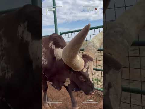 ANKOLE WATUSI CATTLE Biggest Bulls And Cow 