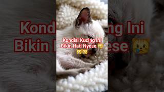 Download Lagu Kondisi Kucing Ini Bikin Hati Nyesek 😿😿😿😿 #shorts #cat #catlovers MP3