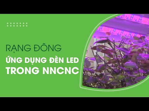 Video Rạng Đông || Ứng dụng đèn LED trong Nông nghiệp công... - youtube