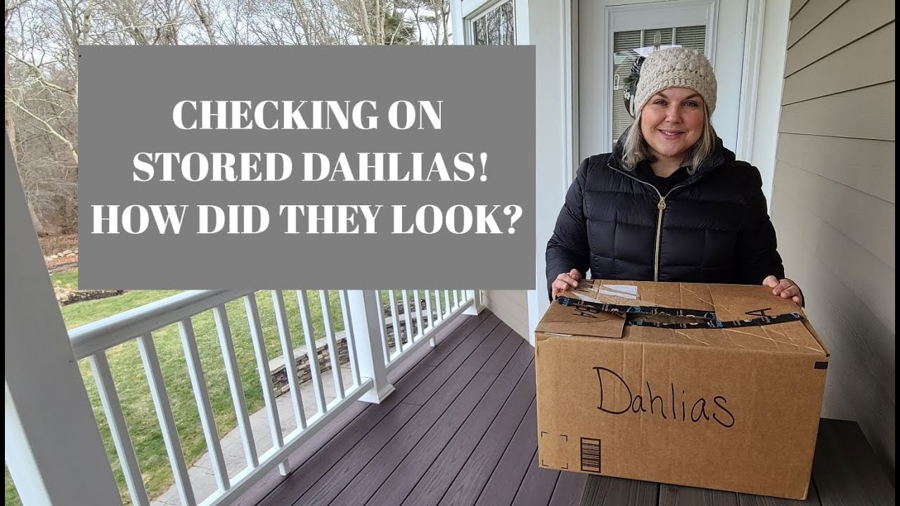Saving Shriveled Dahlias and Checking on Stored Dahlias YouTube