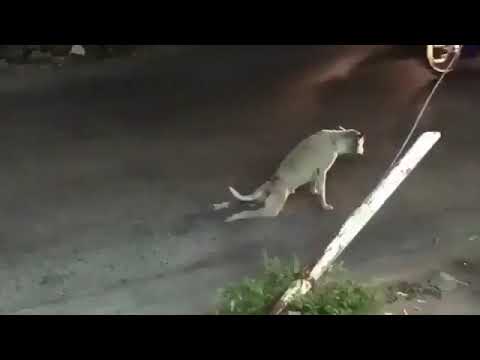 يا كلب يا ابن الكلب خلاني دمعت