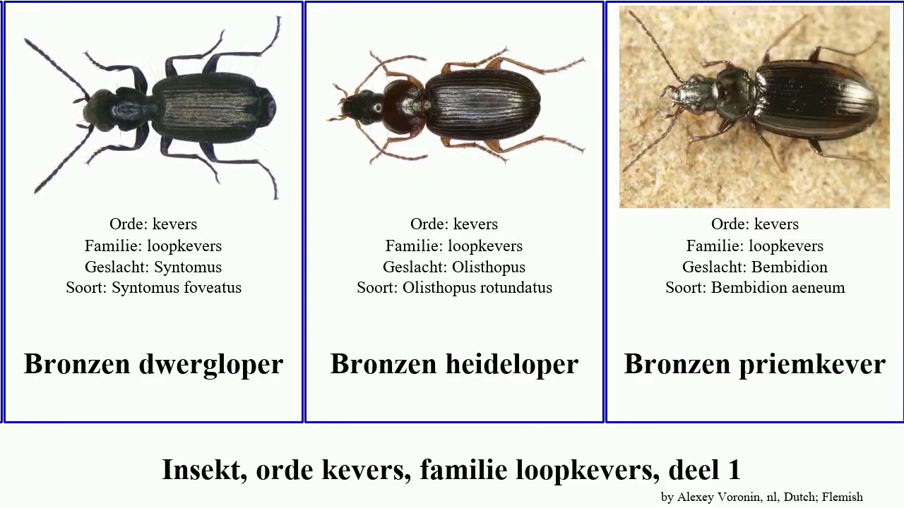 Insekt, orde kevers, familie loopkevers, deel 1 bembidion priemkever schallebijter gewone nest