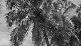 Swrrx Beaches Tech House