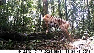 Sumatran Tiger spotted on forest trail camera