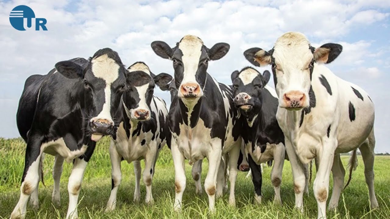 Top 10 Cattle Feed Supplements In India | Cattle Feed PCD Company | Uniray Vet