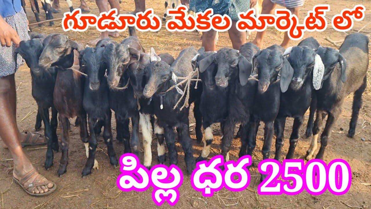 గూడూరు గొర్రెల మేకల సంత లో పిల్లల ధరలు 9 5 2025 Gudur sheep market Today