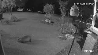 Badger vs fox
