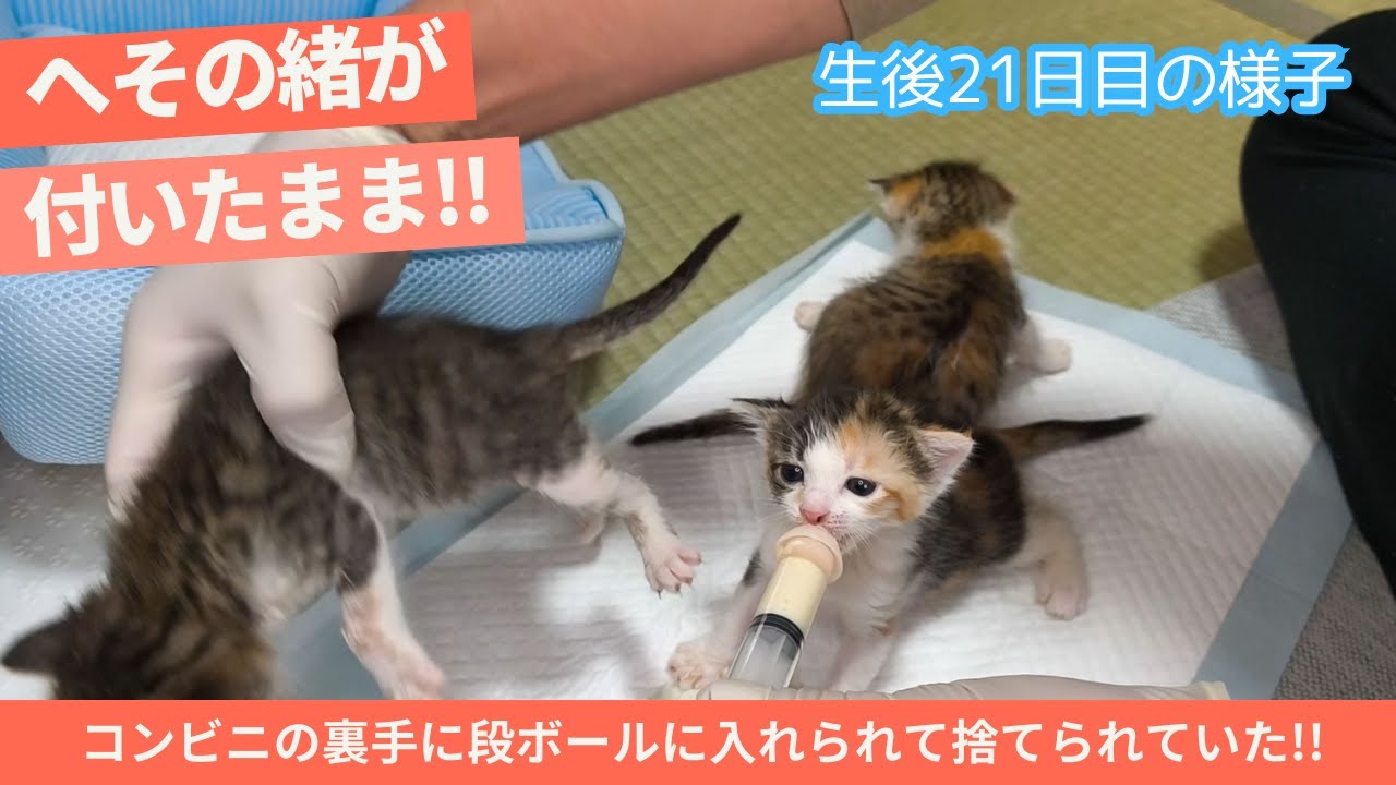 【保護猫 子猫】生後21日。目が見えだし歩き出した子猫達のミルクの欲しがり方がワチャワチャしてて可愛い過ぎる。(へその緒が付いている子猫を保護。コンビニ裏手に捨てられて低体温で発見された3匹の子猫)