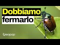 Coleottero Giapponese, come è arrivato in Italia a devastare le coltivazioni di Lombardia e Piemonte