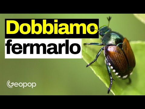 Video: Cos'è un coleottero?