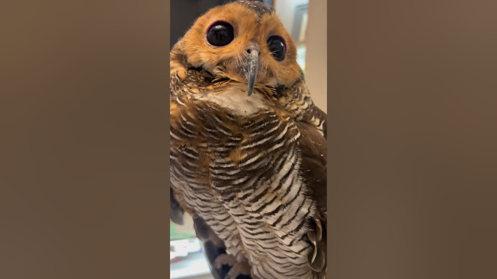 Bibib is afraid of vitamin injections‼️🦉💉