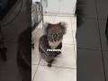 Save koalas from fire 🚒🚒 #story #animals #love #animals