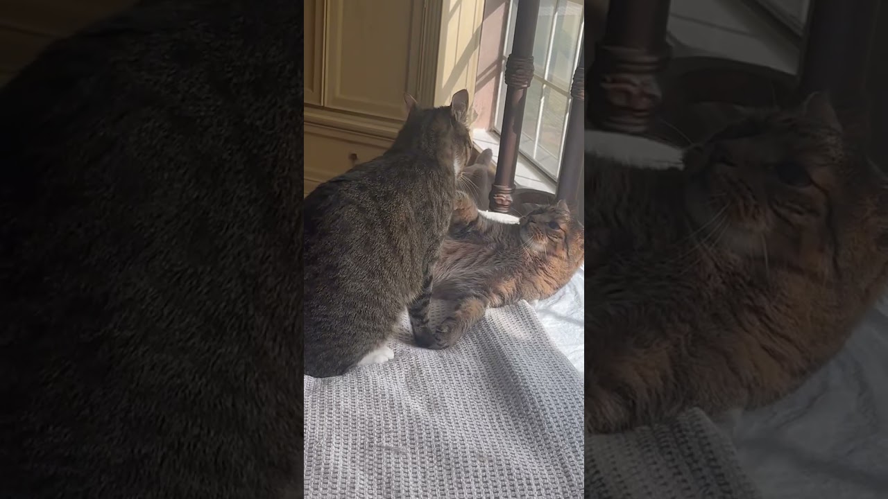 Simba & Shark playing together 