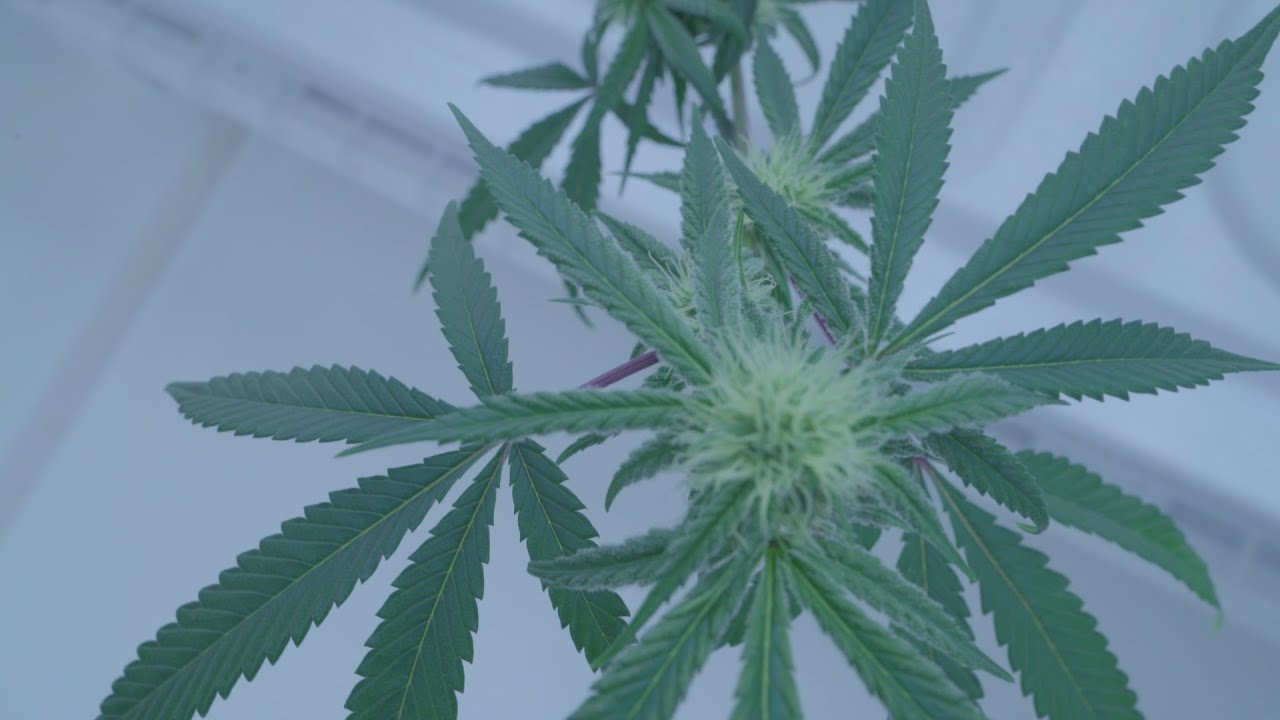 Octaform visits Habitat: Growing Organic Cannabis & Coho Salmon in BC