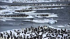 Effects of Global Warming on Chinstrap and Adelie Penguins