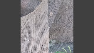 Kanyaah Kuring anjeun teh